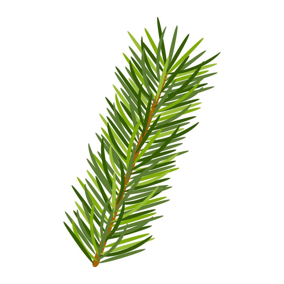 Pine branch in white background. Evergreen forest plants. Vector spruce branch. Realistic spruce in flat style. Natural art decoration.