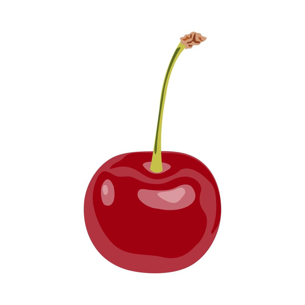 Red delicious ripe cherry with a host isolated on a white background. Vector cherry illustration. Cartoon style icon.