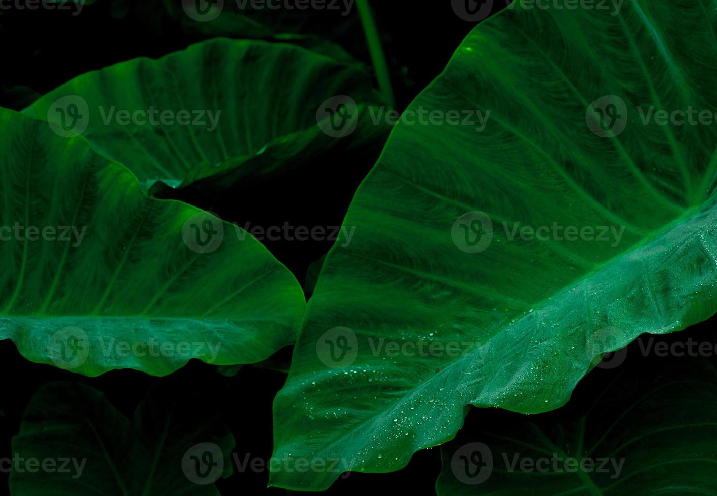 hoja verde con gota de lluvia en la selva. gota de agua en las hojas. fondo de textura de hoja verde con un patrón mínimo. hojas verdes en el bosque tropical sobre fondo oscuro. fondo de pantalla de vegetación. jardín Botánico. foto