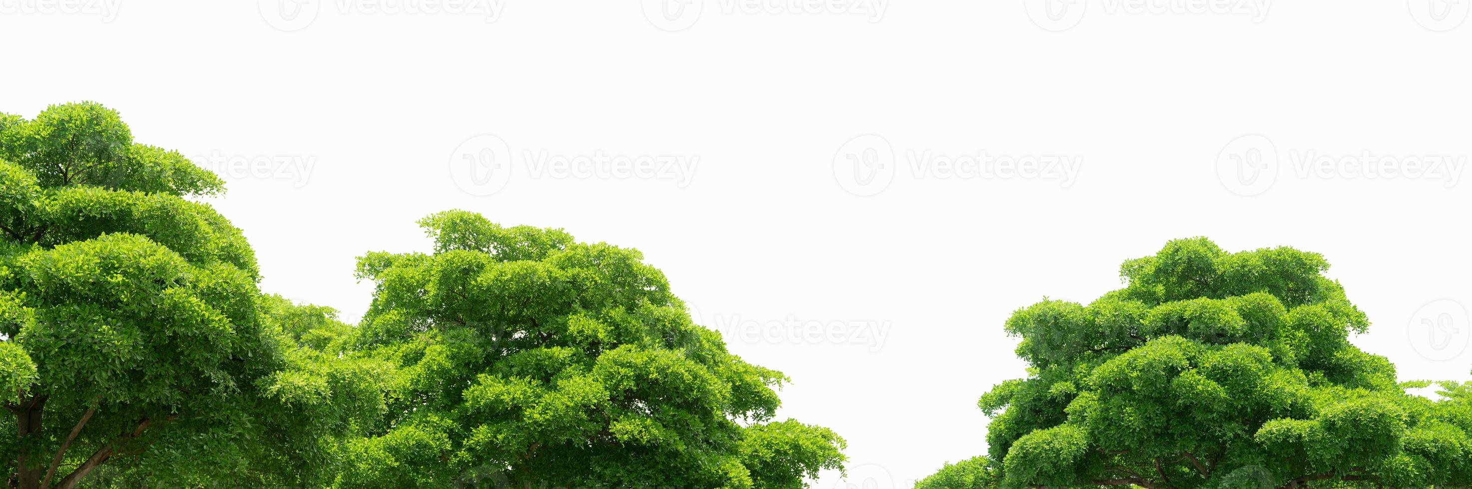 Trees with green leaves isolated on white background. Tree with light green leaves on sunny day. Plants for architecture decorative. Bush of tree with twig and shaft. photo