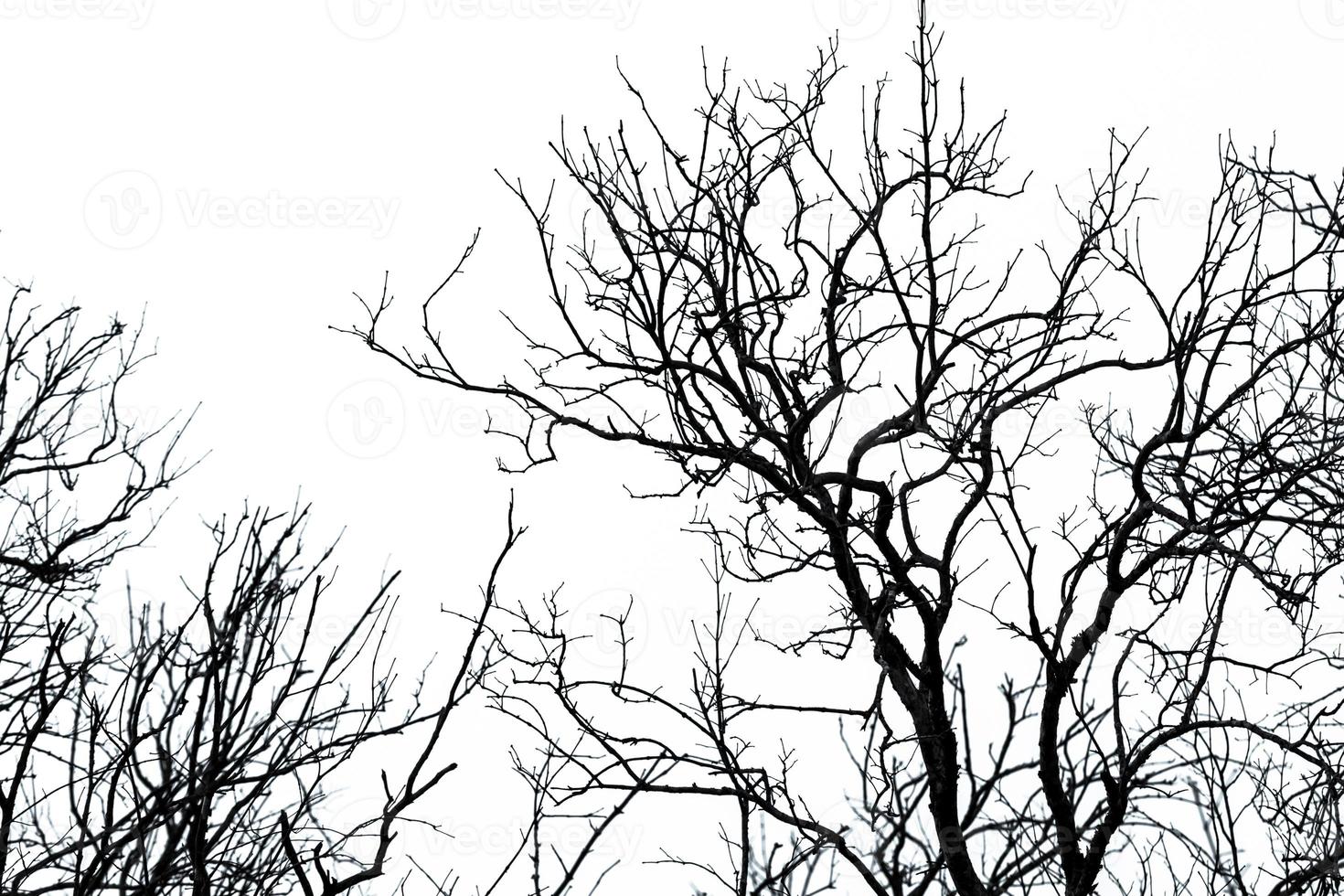 Silhouette dead tree on white sky background for a peaceful death. Despair and hopeless concept. Sad of nature. Dead branch unique pattern. Halloween night abstract background. Leafless tree. photo
