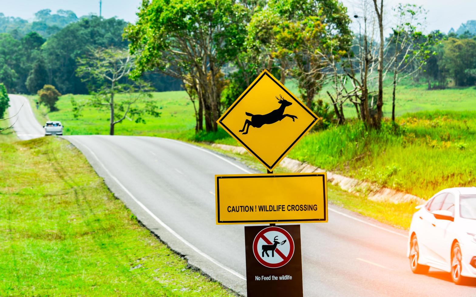 Car of the tourist driving with caution during travel at asphalt road near yellow traffic sign with deer jumping inside the sign and have message caution wildlife crossing. No feed wildlife photo