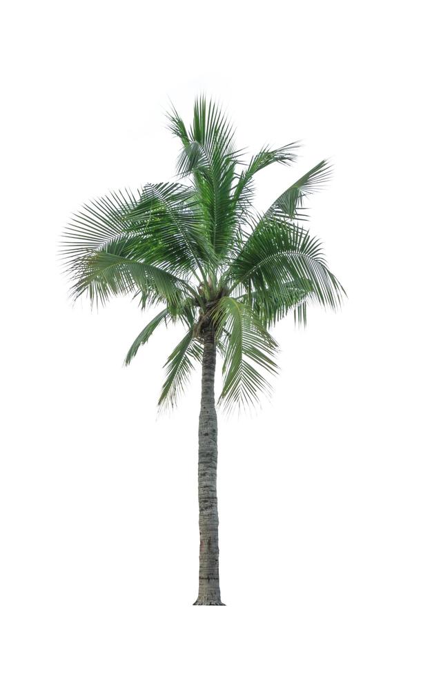 Coconut tree isolated on white background used for advertising ...