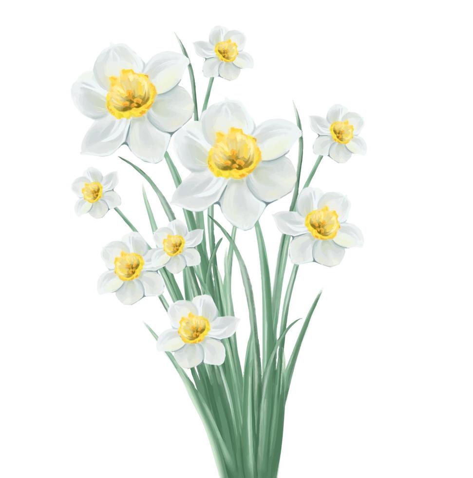bouquet of white daffodils illustration, isolated vector on white background