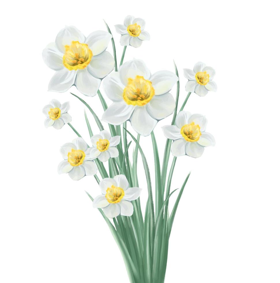 ramo de narcisos blancos ilustración, vector aislado sobre fondo blanco