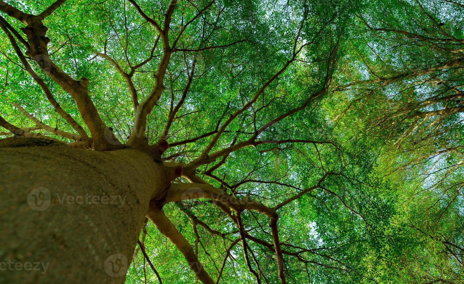 Bottom view of tree trunk to green leaves of big tree in tropical forest with sunlight. Fresh environment in park. Green plant give oxygen in summer garden. Forest tree with small leaves on sunny day. photo