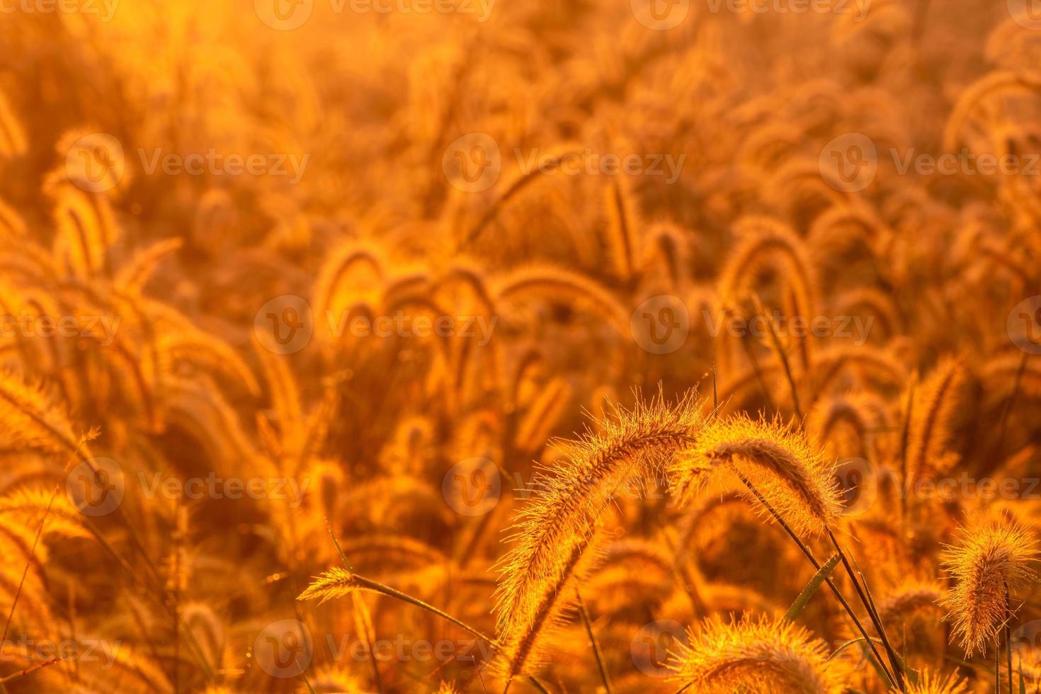 Grass flower in the morning at sunrise with golden sunshine. Flower field in rural. Orange meadow background. Wild meadow grass flowers with morning sunlight. Start new day or new life concept. photo