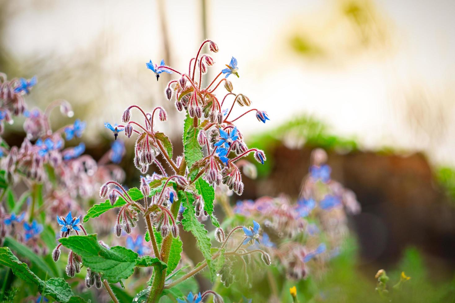 Blue flower blooming in the garden with morning sunlight and water drop in spring season. Flower with green leaves on blurred background of the garden in the park. Grass flower field. Nature of plant. photo