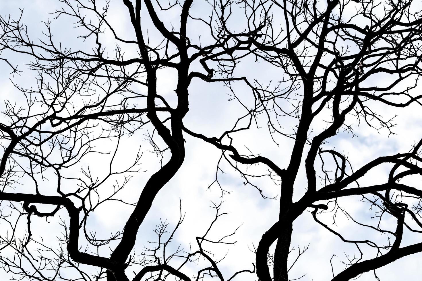 Silhouette dead tree on white sky and clouds background for death and peace. Halloween day background. Despair and hopeless concept. Sad of nature. Death and sad background. Disorganized branches. photo