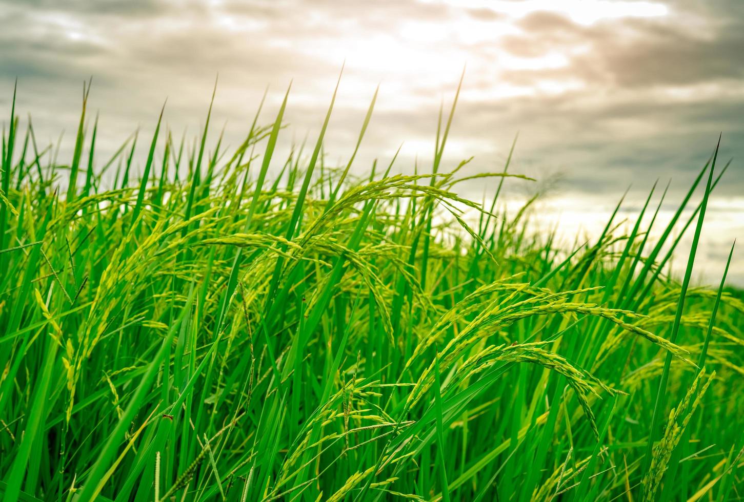 Green rice paddy field. Rice plantation. Organic jasmine rice farm in Asia. Rice growing agriculture. Beautiful nature of farmland. Asian food. Paddy field wait for harvest. Plant cultivation. photo