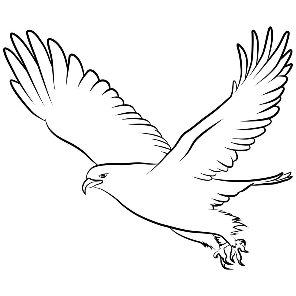 Eagle in Outline Sketch. vector