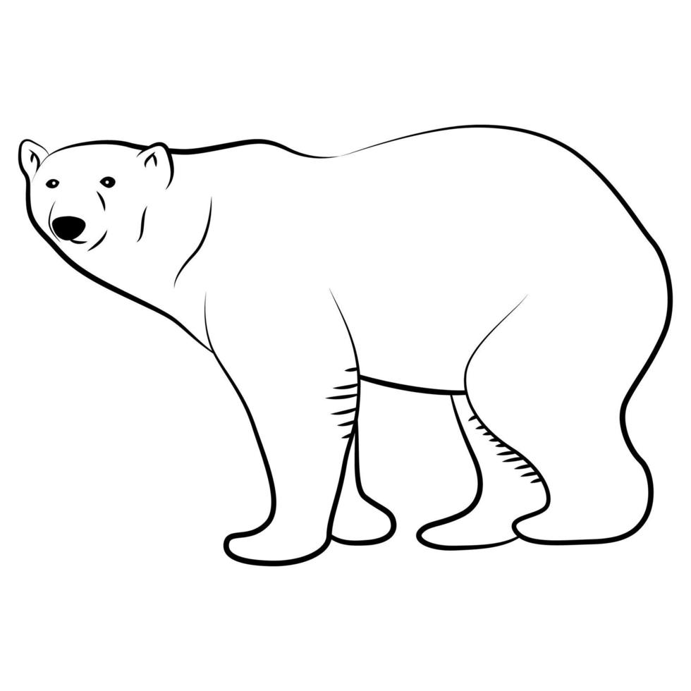 Polar Bear in Outline Sketch. vector