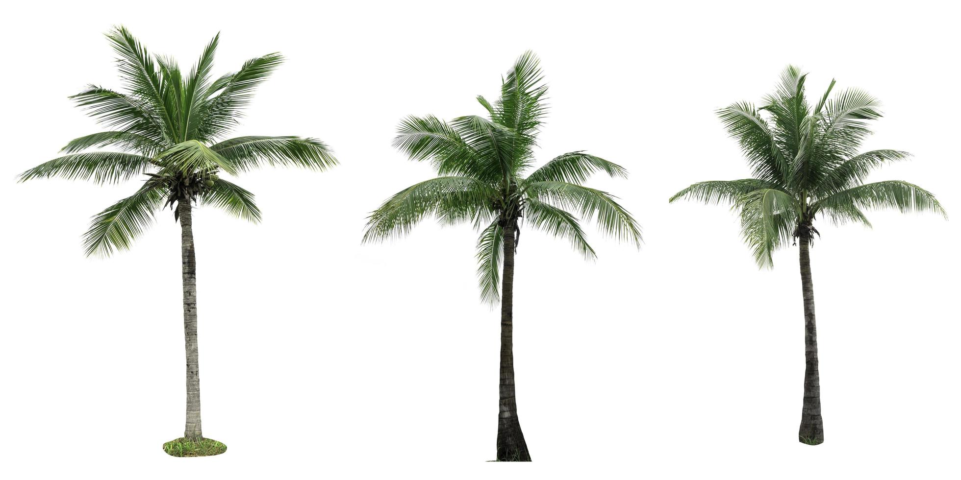 Set of coconut tree isolated on white background. Palm tree. Tropical palm tree. photo