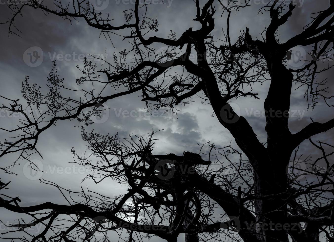 Silhouette dead tree on dark dramatic sky and white clouds background for peaceful death. Despair and hopeless concept. Sad of nature. Death and sad emotion background. Dead branches unique pattern. photo