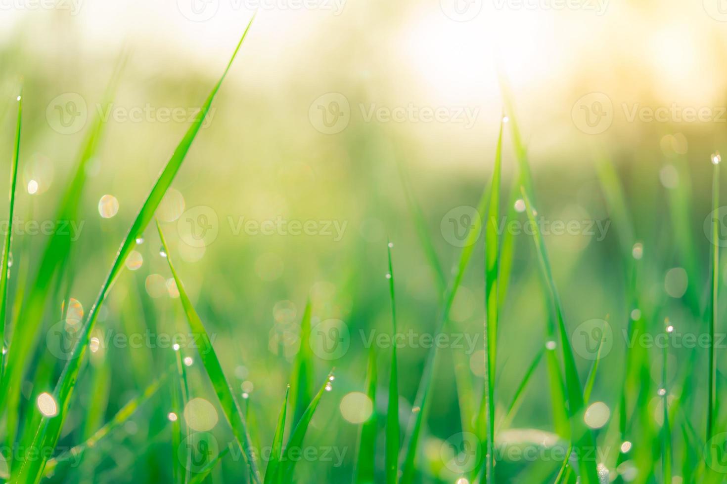 campo de hierba verde fresco borroso temprano en la mañana con rocío matutino. gota de agua en la punta de las hojas de hierba en el jardín. hierba verde con fondo bokeh en primavera. fondo de la naturaleza. Ambiente limpio. foto