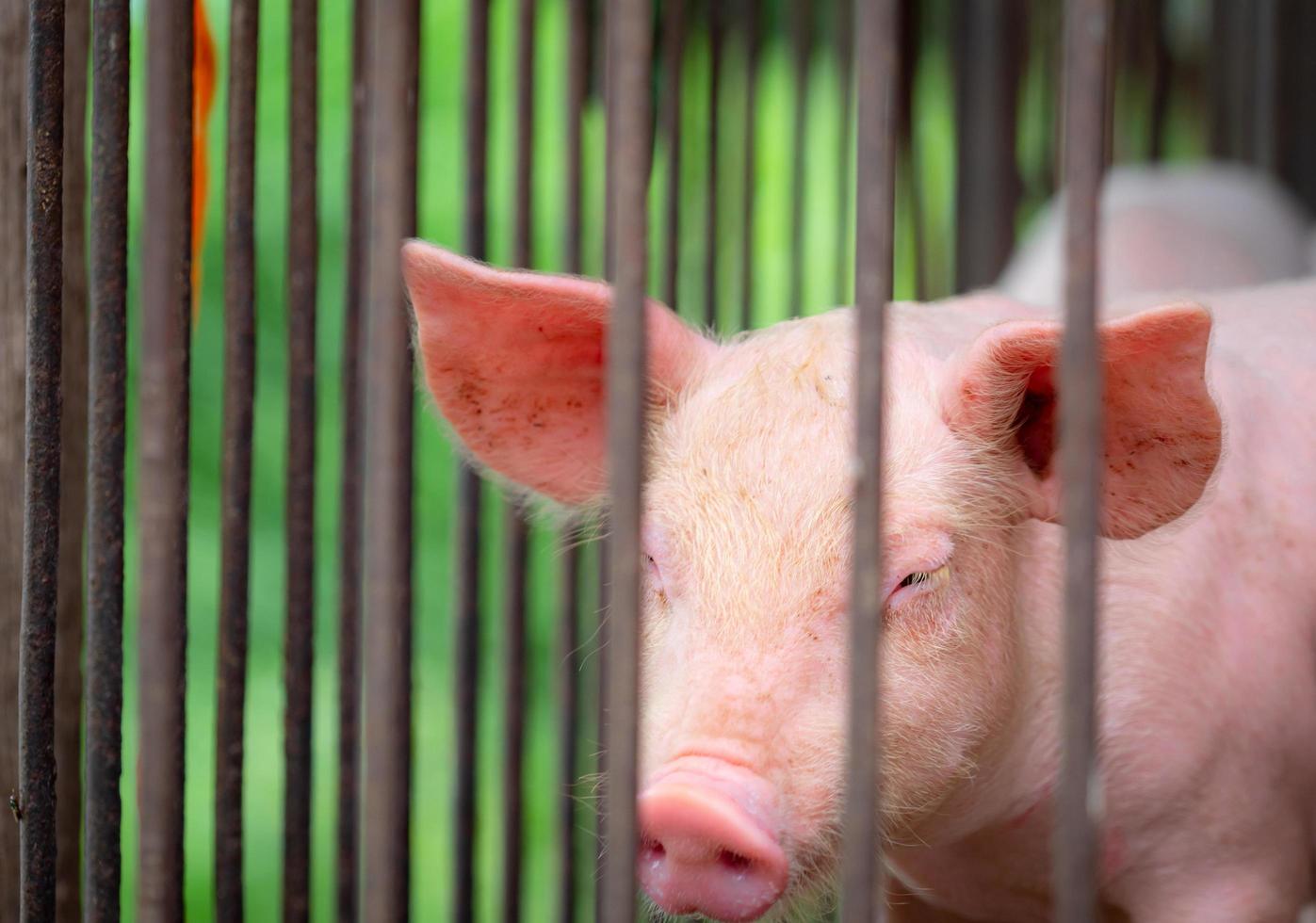 Little pig in farm. Small pink piglet. African swine fever and swine flu concept. Livestock farming. Pork meat industry. Healthy and cute pig in stall or barn. Mammal animal. Swine breeding. Pigsty. photo