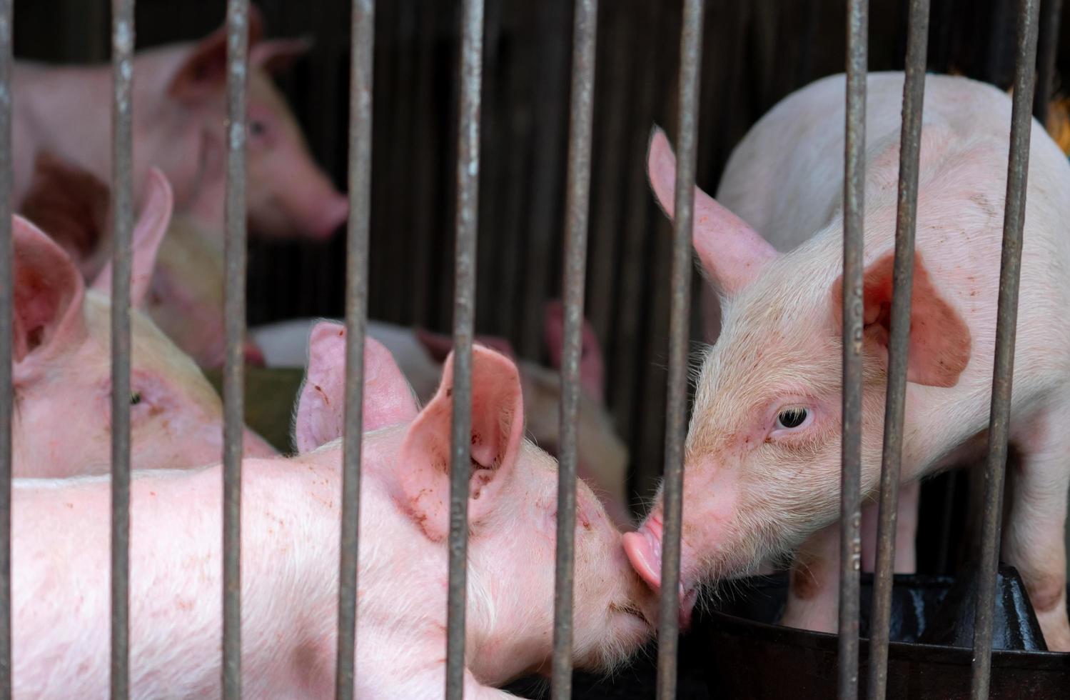 Little pig in farm. Small pink piglet. African swine fever and swine flu concept. Livestock farming. Pork meat industry. Healthy and cute pig in stall or barn. Mammal animal. Swine breeding. photo