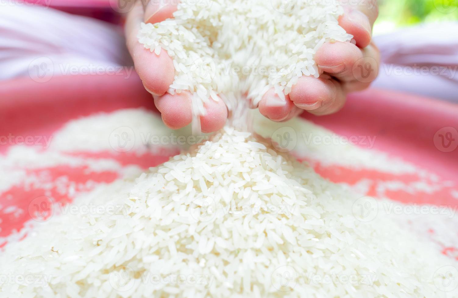 mano de mujer sosteniendo arroz y cayendo de la mano a la bandeja de plástico roja. arroz seco crudo. arroz blanco molido crudo. zakat y concepto de caridad. grano de cereal orgánico. alimento básico. rendimiento mundial para el concepto de arroz. foto