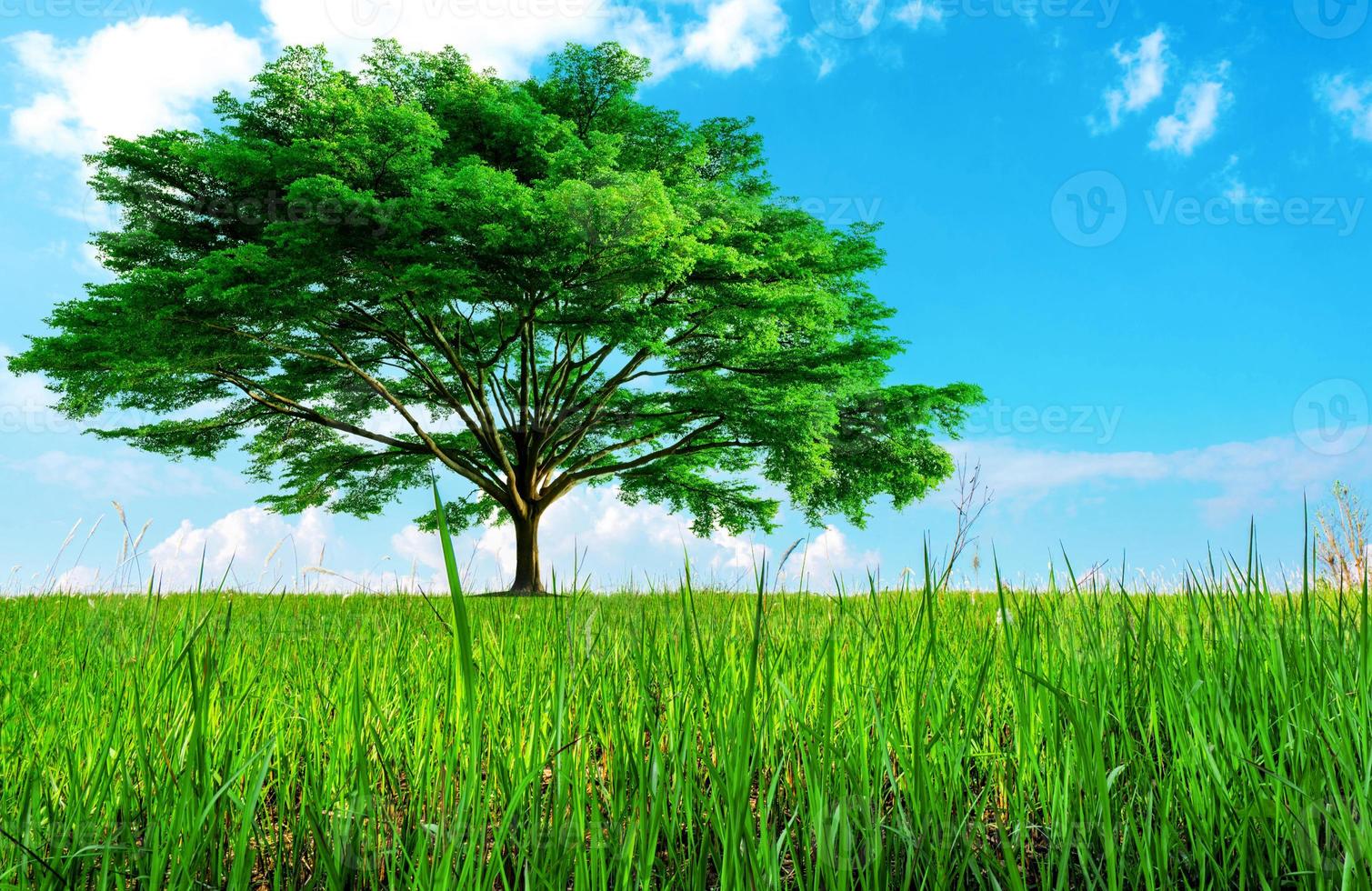 Big green tree with beautiful branches and grass field. Lawn in garden with blue sky and clouds . Green grass land. Nature landscape. Go green, Eco, and carbon credits concept. Fresh environment. photo