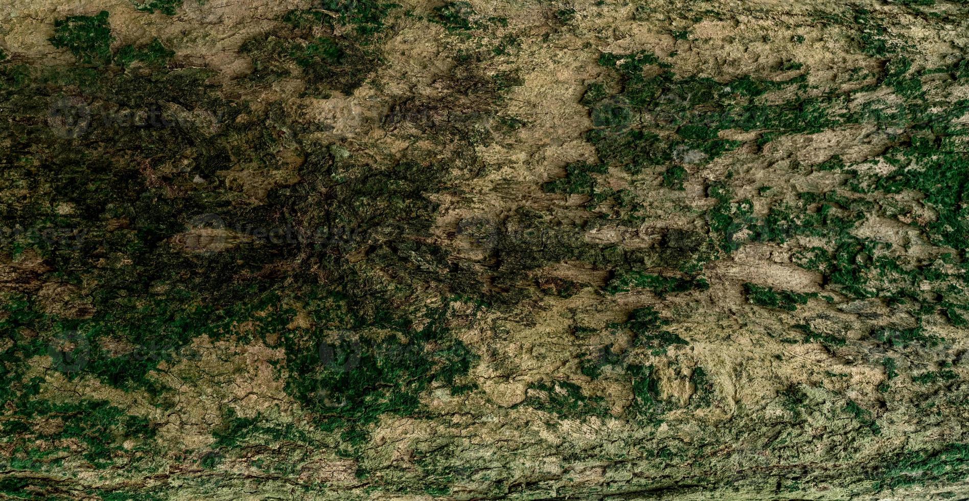Closeup texture of tree bark. Pattern of natural tree bark background. Rough surface of trunk. Green moss and lichen on natural wood. Dirt skin of wooden. White, brown, and green nature background. photo