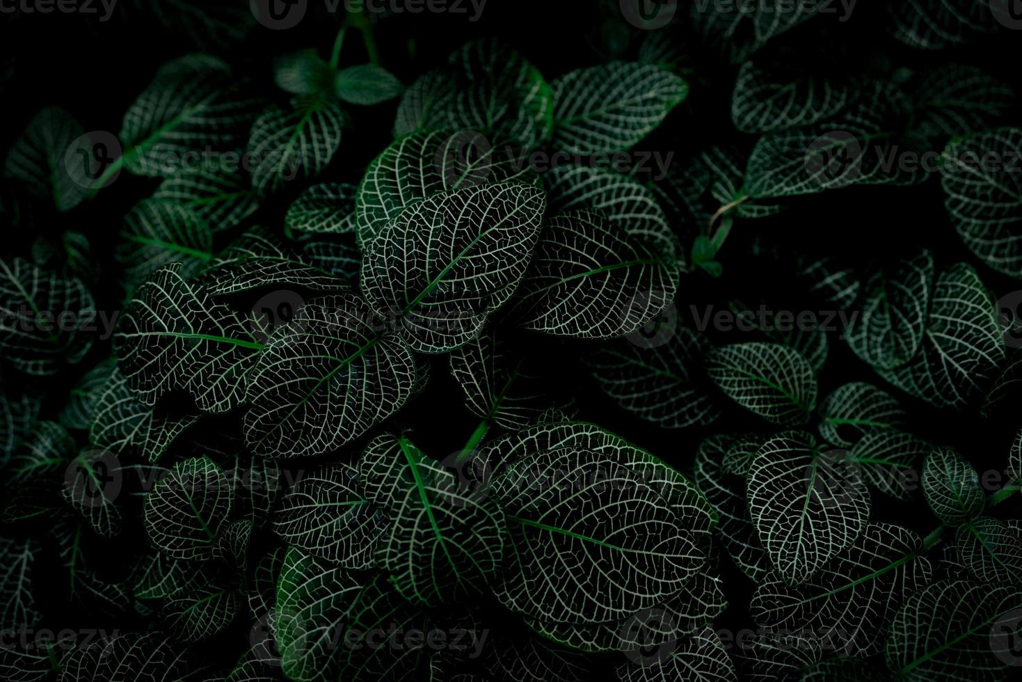 Green leaf texture on dark background. Close-up detail of indoor houseplant. Beauty house plant. Indoor plants. Green leaf for home decoration. Wallpaper for spa or mental health and mind therapy. photo