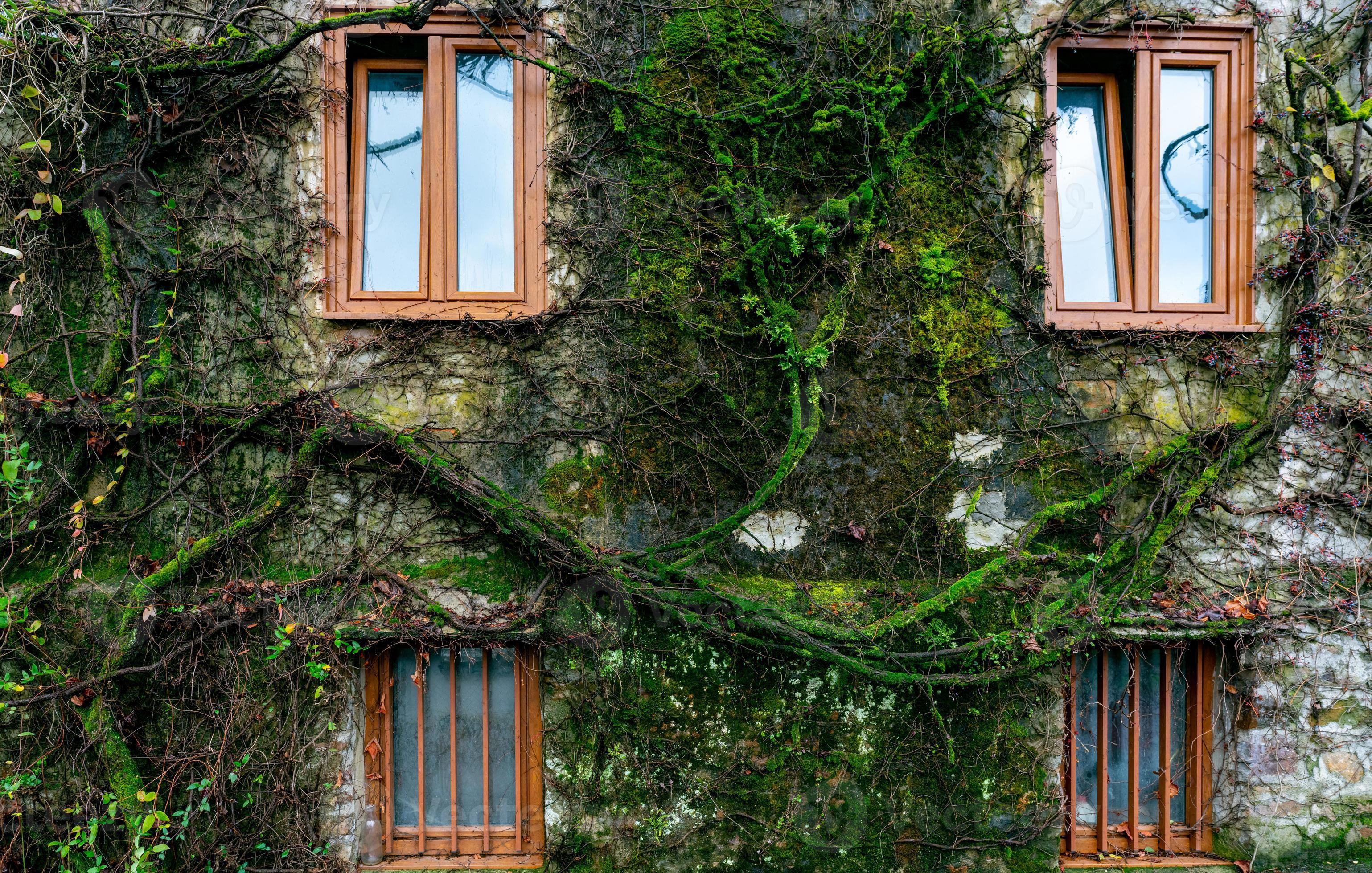 Old building covered with green vine and moss. Green creeping plant