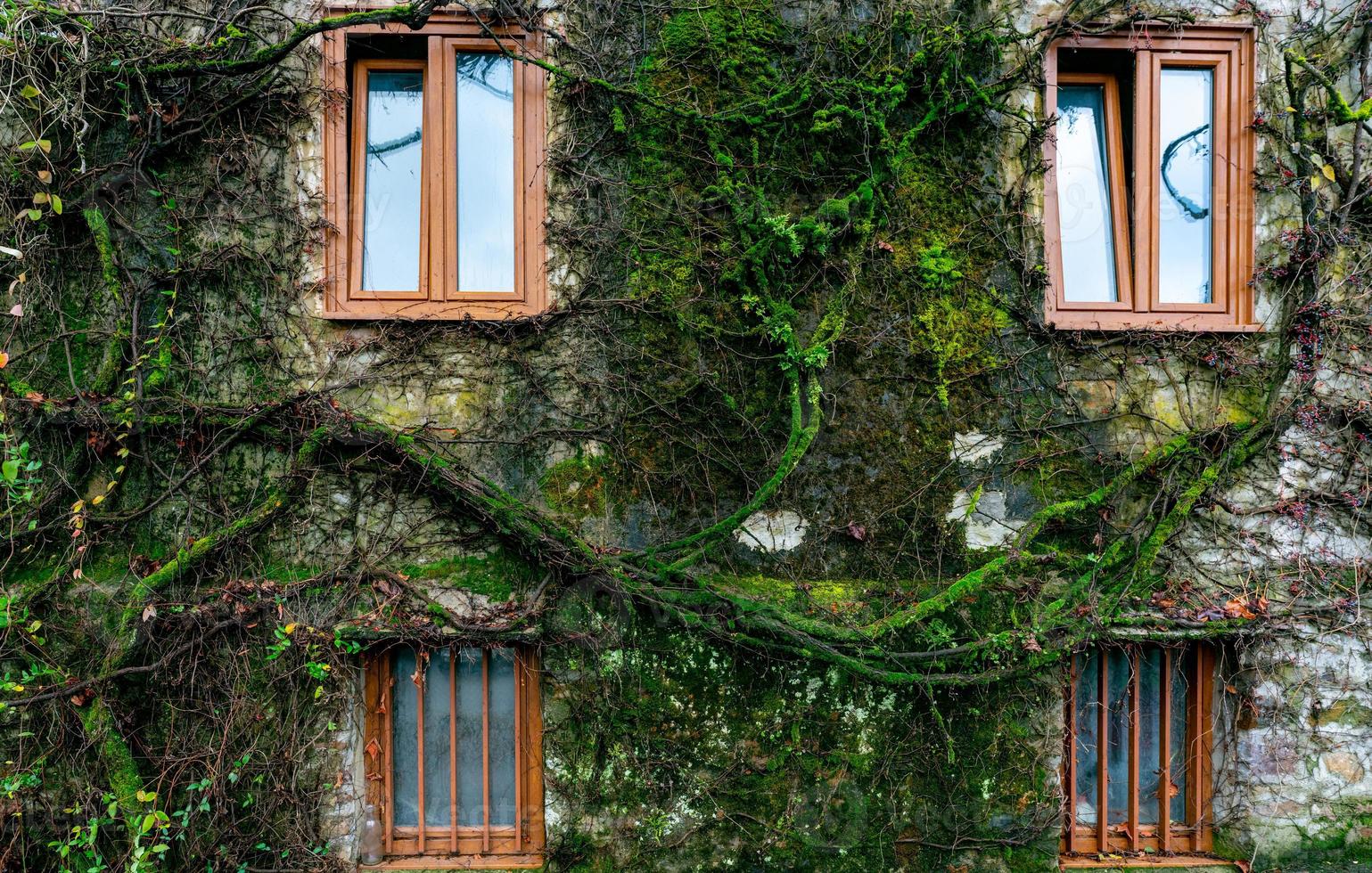 Old building covered with green vine and moss. Green creeping plant climbing on wall of house. Eco-friendly building. Facade of building decor with ivy. Sustainable building. Close to nature. photo