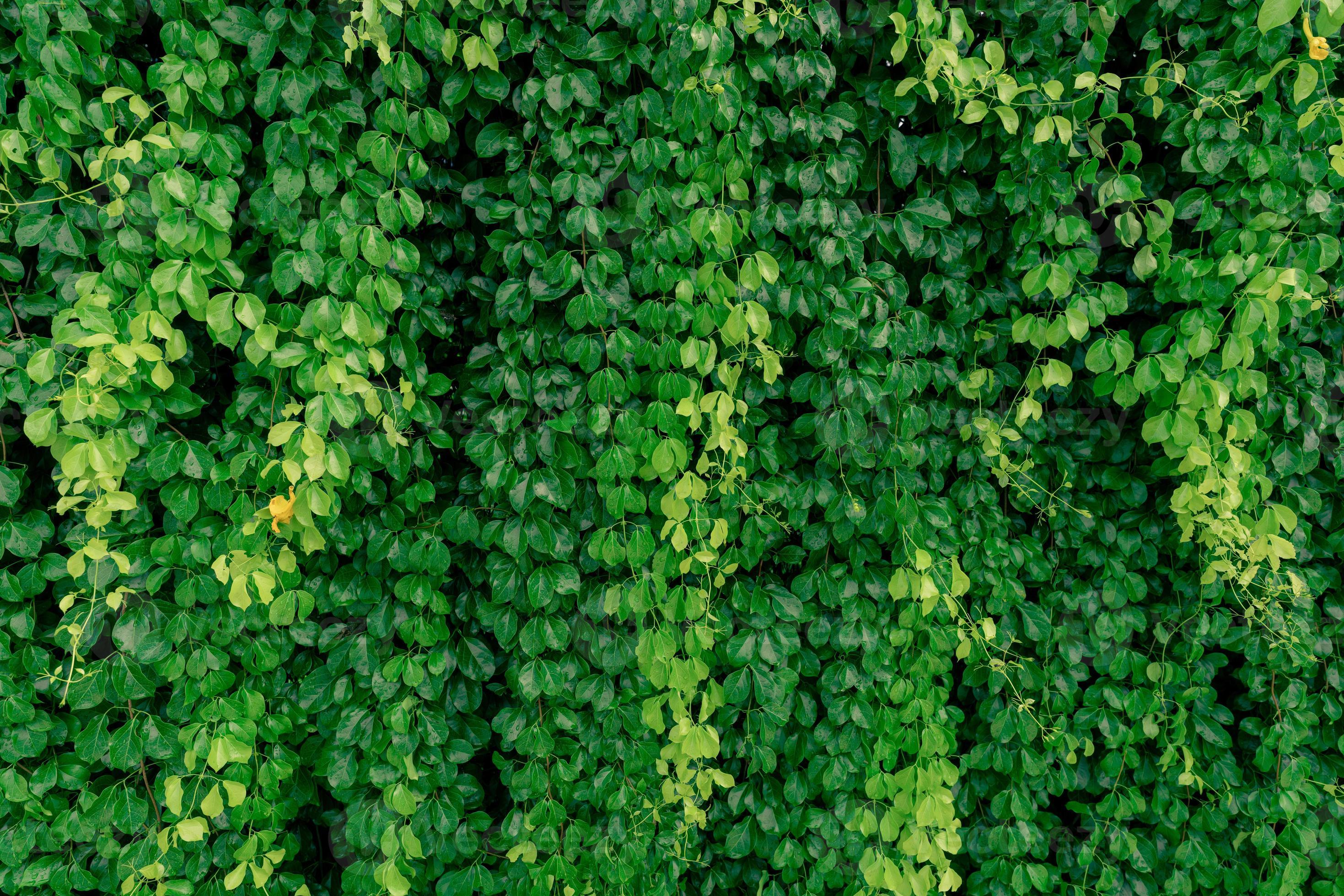 Green vine eco wall. Green creeping plant with wet leaves climbing on