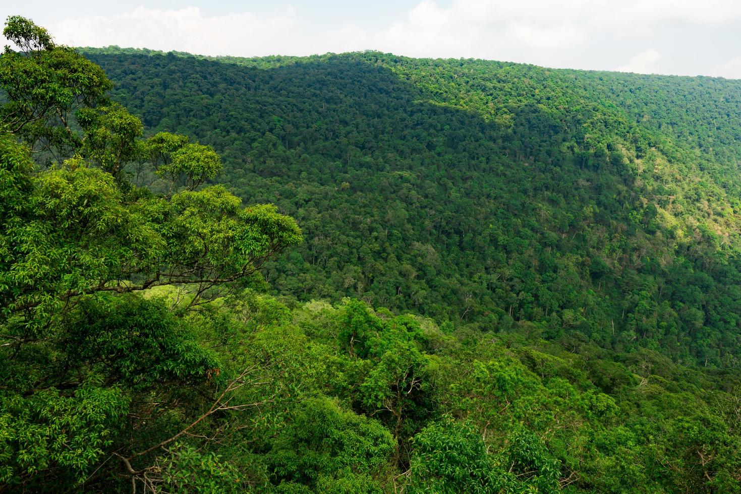 Beautiful tropical forest background . Ecosystem and healthy environment concept. photo