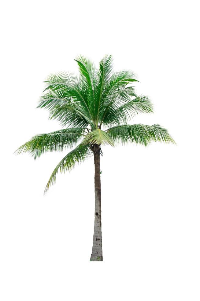 Coconut tree isolated on white background. Tropical palm tree. Coconut ...