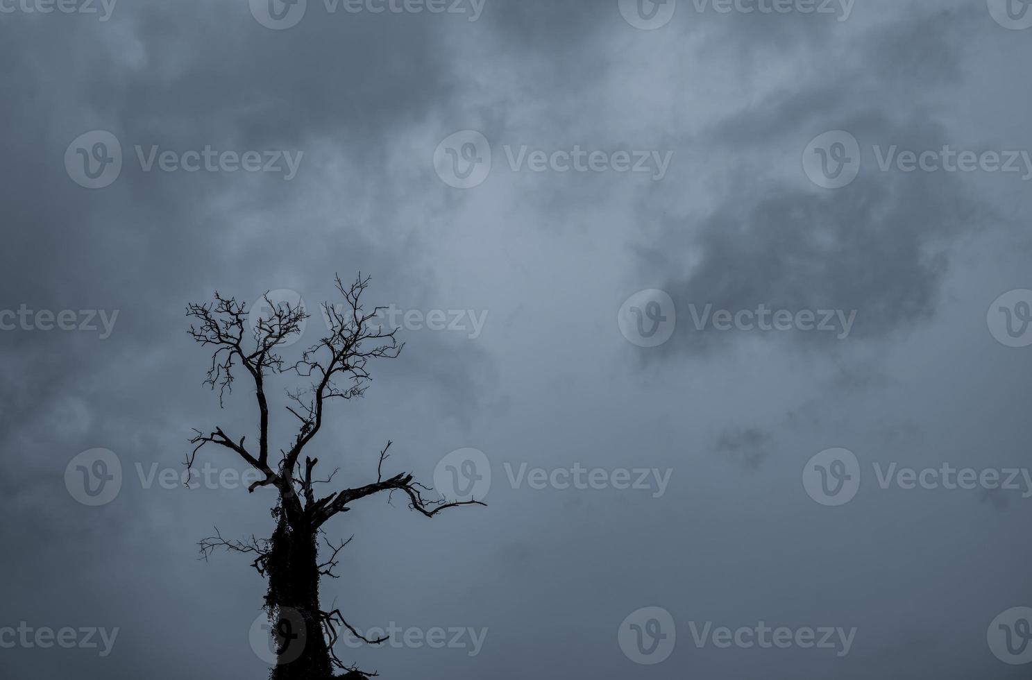 Silhouette dead tree and branch on grey sky background. Black branches of tree. Nature texture background. Art background for sad, death, lonely, hopeless, and despair. Halloween day background. photo