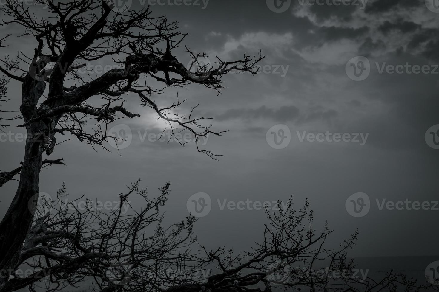 Silhouette dead tree on dark dramatic sky and white clouds background for death and peace. Halloween day background. Despair and hopeless concept. Sad of nature. Death and sad emotion background. photo