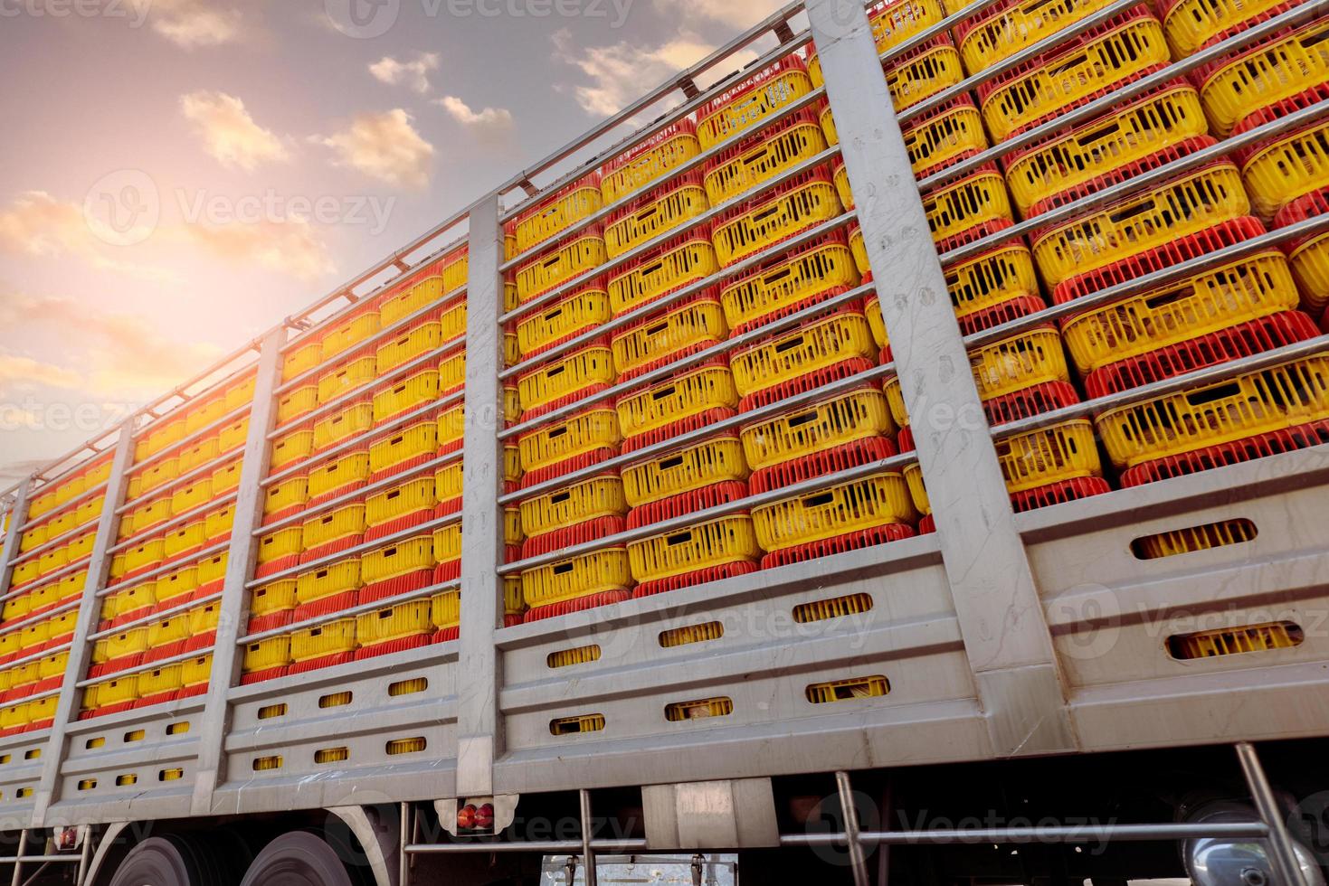 transporte de pollos en camión desde la explotación ganadera hasta la fábrica de alimentos. industria avícola. virus de la gripe aviar h5 o concepto de gripe aviar h5. Transporte de ganado en remolque. pollo en cajas de plástico amarillas. foto