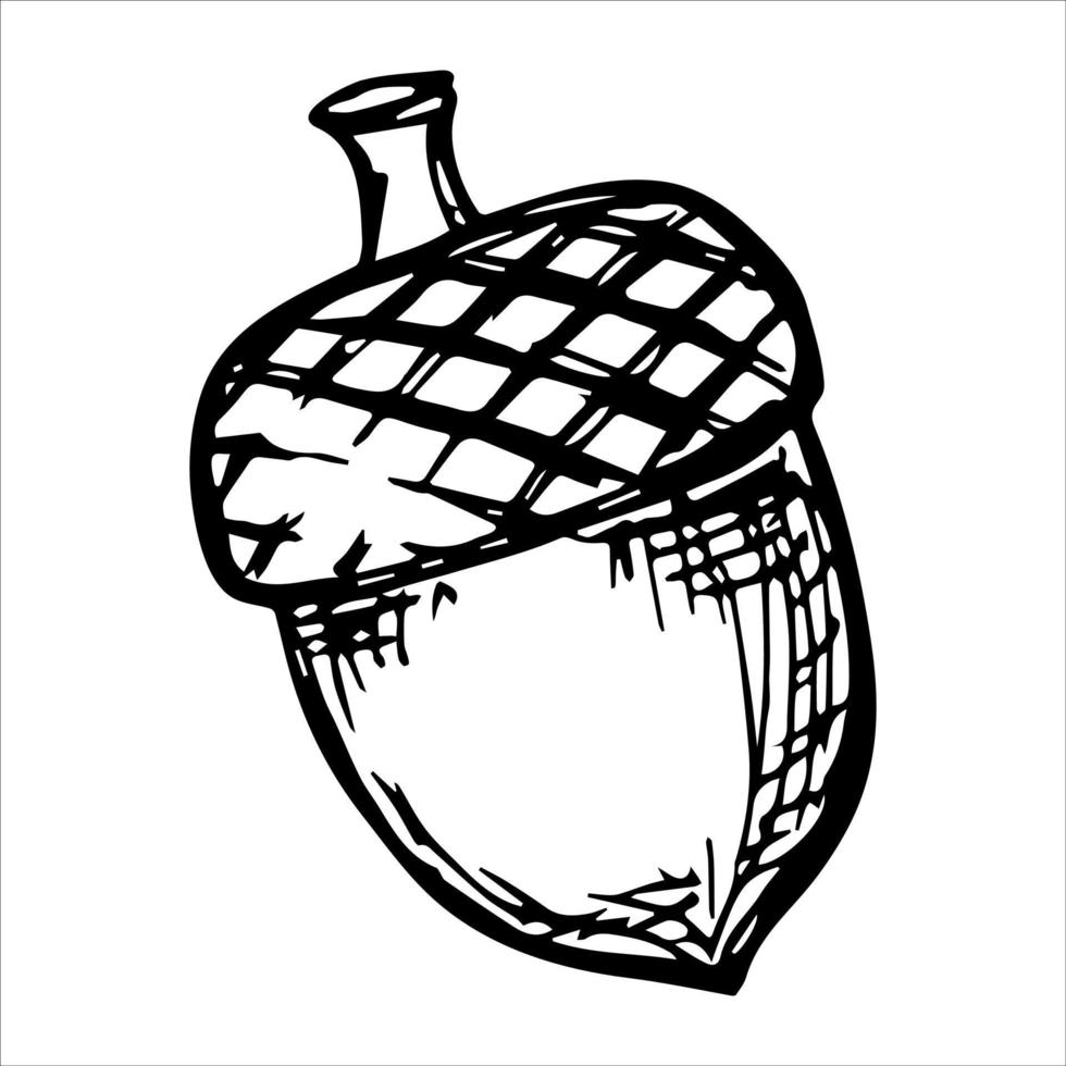 Vector hand drawn acorn illustration. Autumn botany sketch.