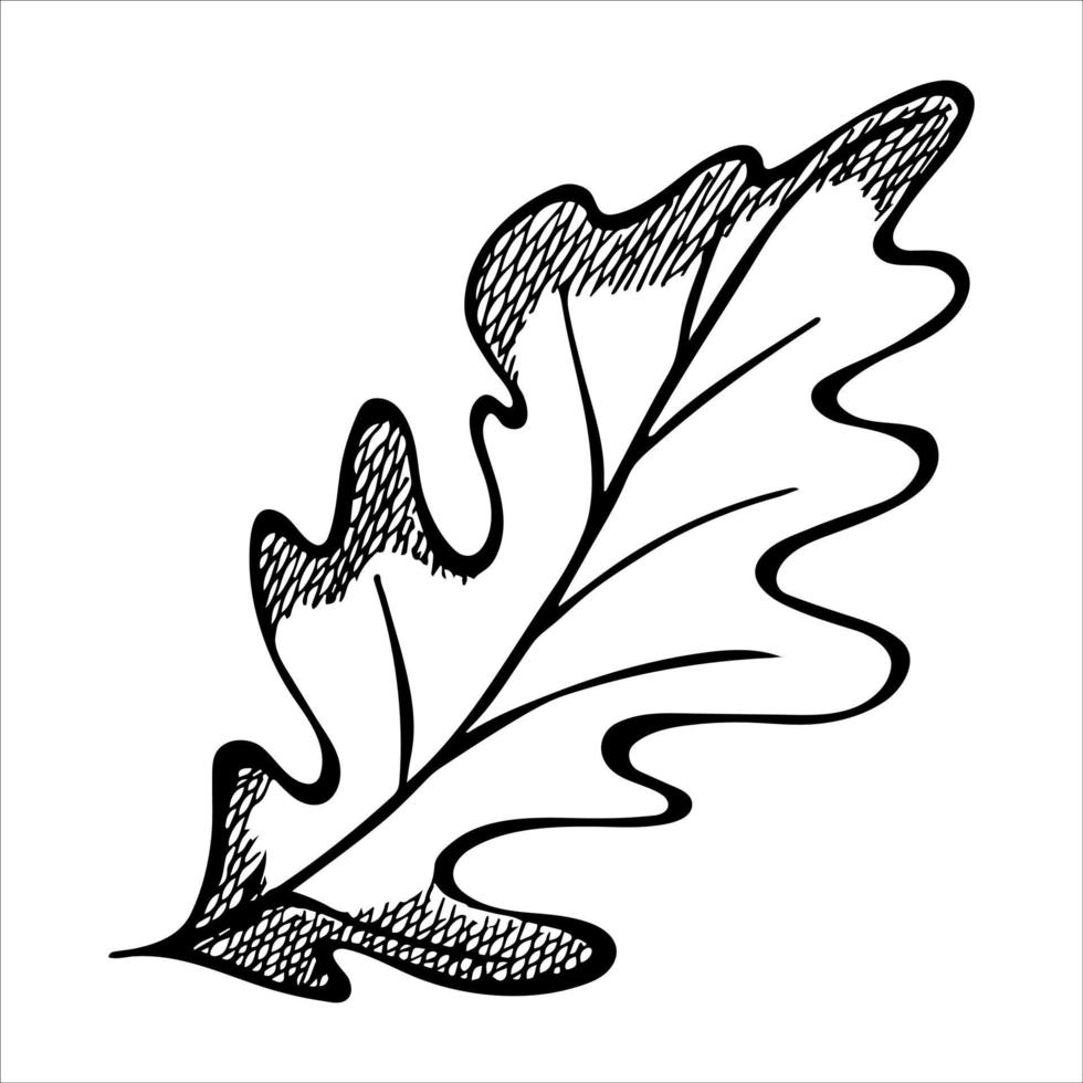 hoja de roble dibujada a mano vectorial. ilustración de otoño imágenes prediseñadas botánicas detalladas. vector