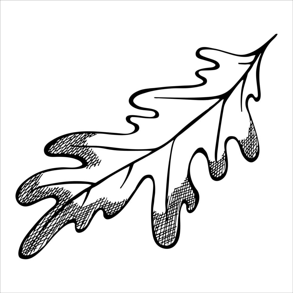Vector hand drawn oak leaf. Autumn illustration. Detailed botanical clipart.