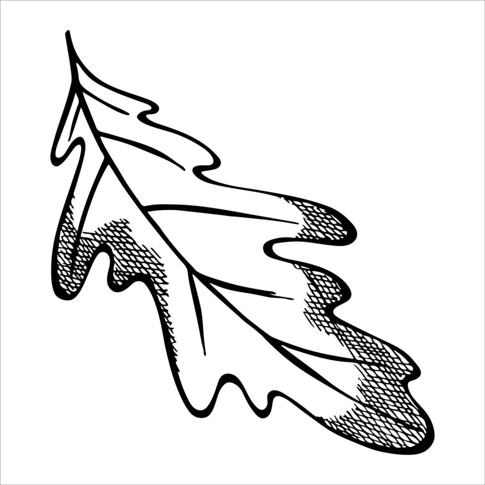 Vector hand drawn oak leaf. Autumn illustration. Detailed botanical clipart.