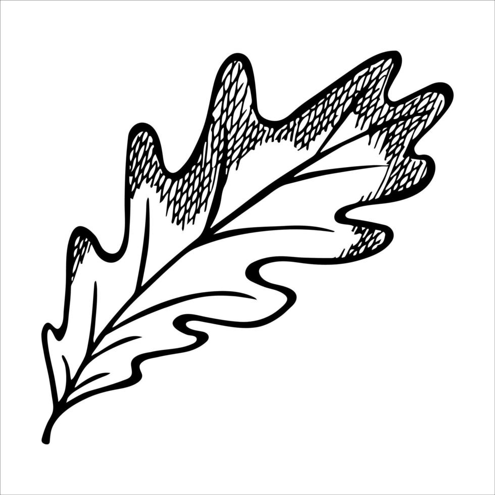Vector hand drawn oak leaf. Autumn illustration. Detailed botanical clipart.