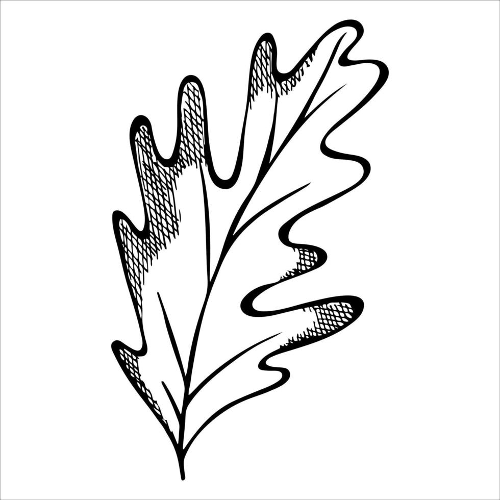 hoja de roble dibujada a mano vectorial. ilustración de otoño imágenes prediseñadas botánicas detalladas. vector