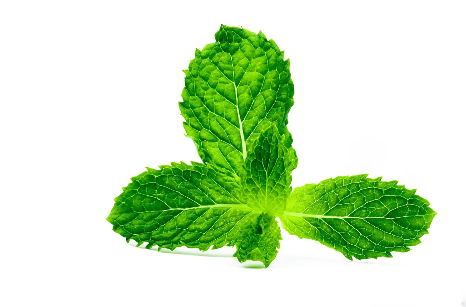 hoja de menta de cocina aislada sobre fondo blanco. menta verde fuente natural de aceite de