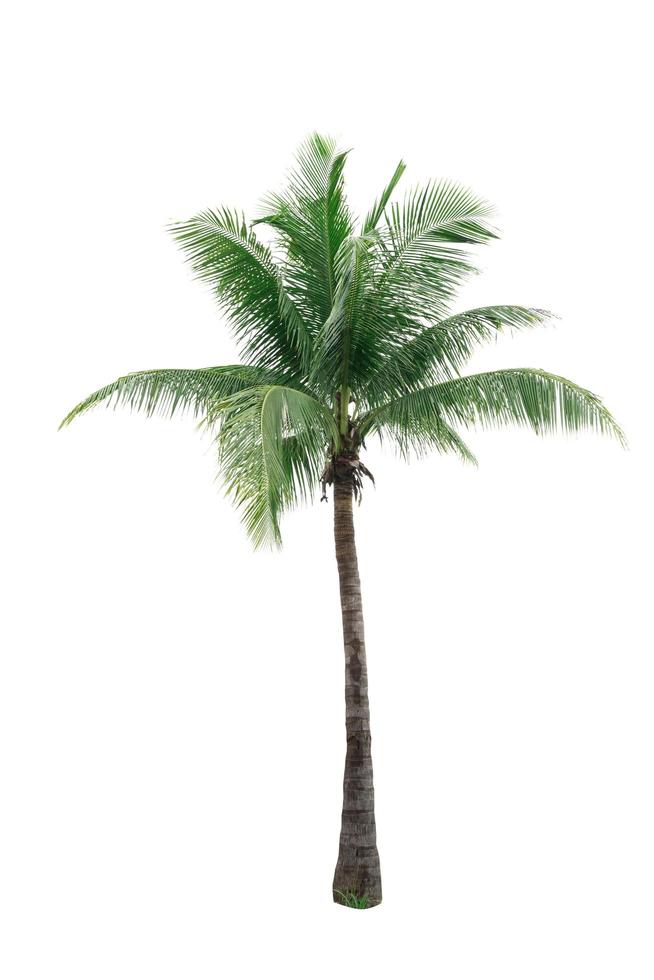 Coconut tree isolated on white background. Tropical palm tree. Coconut tree for summer beach decoration photo