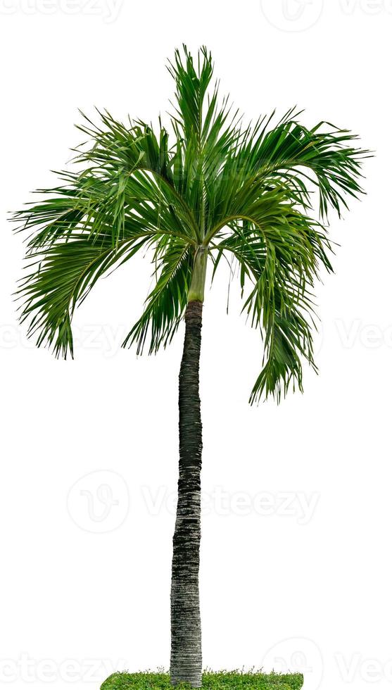 Manila palm, Christmas palm tree Veitchia merrillii  isolated on white background with green grass. Palm tree used for advertising decorative architecture and garden. Summer and beach concept. photo