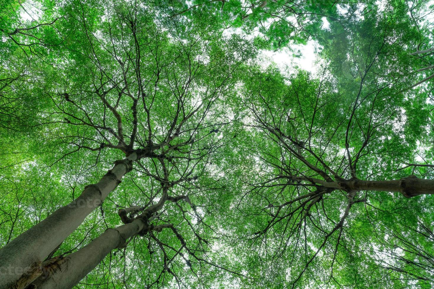 Selective focus on tree in park. Bottom view of tree trunk to green leaves of tree in tropical forest. Fresh environment in park. Green plant give oxygen in summer garden. Breath fresh air concept. photo