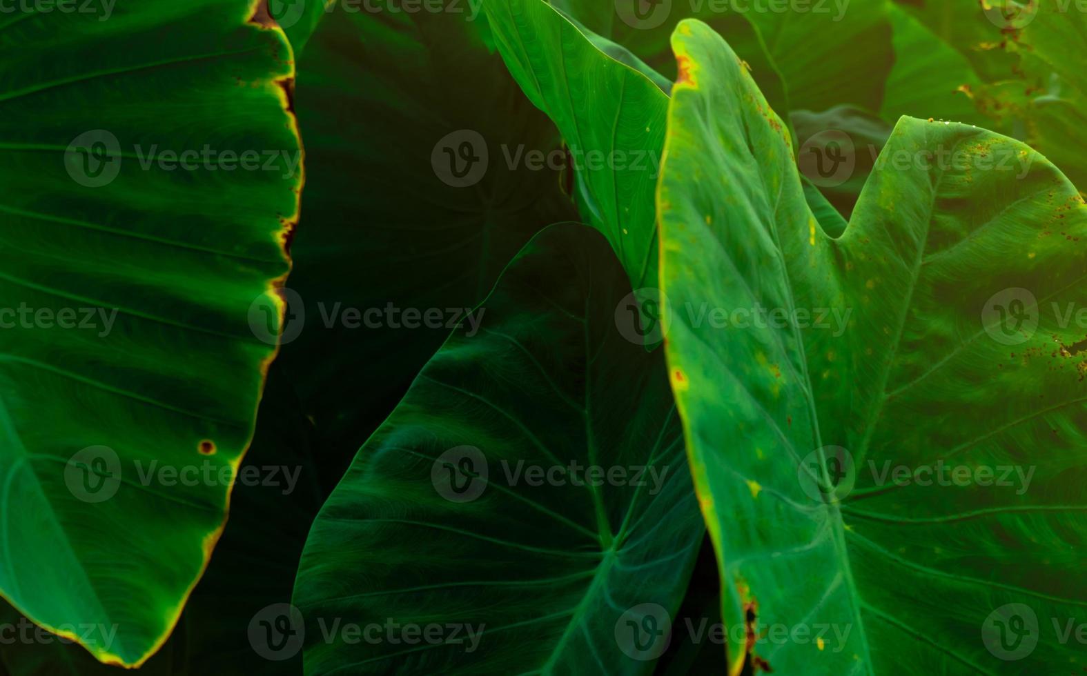 hojas verdes de oreja de elefante en la selva. textura de hoja verde con un patrón mínimo. hojas verdes en el bosque tropical. jardín Botánico. papel tapiz verde para spa o salud mental y terapia mental. foto