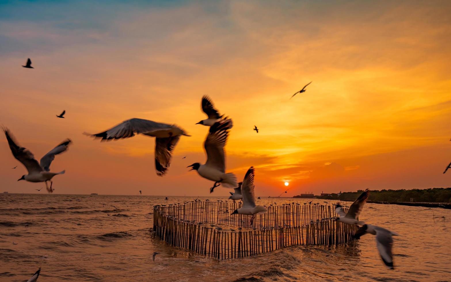 hermoso cielo al atardecer y nubes sobre el mar. pájaro volando cerca del bosque de manglares de abundancia. ecosistema de manglares. buen ambiente. paisaje de la orilla del mar o costa. cielo escénico del atardecer en tailandia. foto