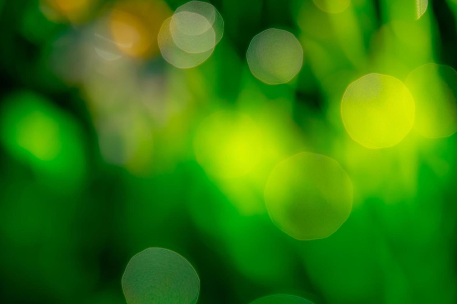 Blurred fresh green grass field in the early morning. Green grass with bokeh background in spring. Nature background. Clean environment. Green bokeh abstract background with sun light. photo