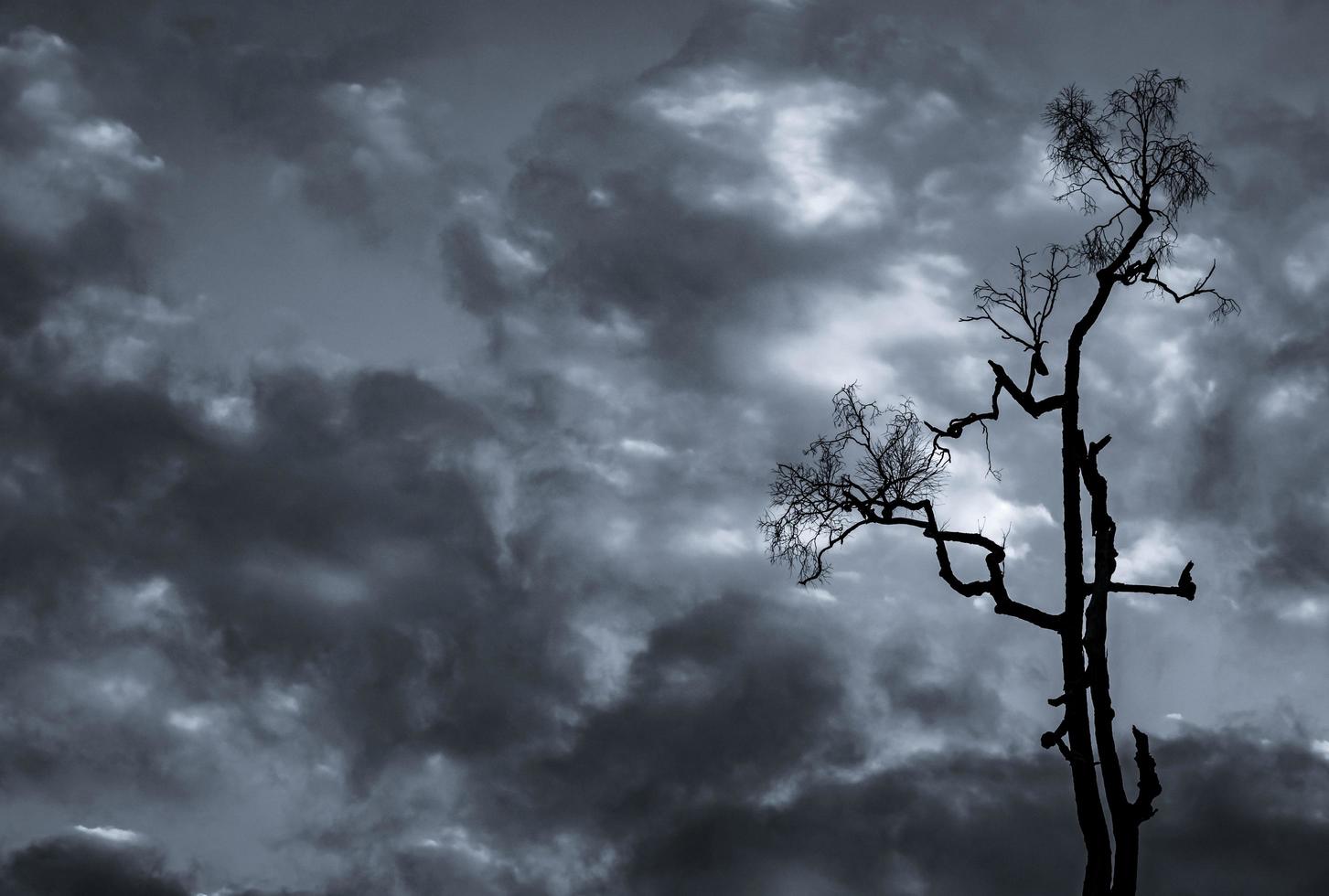 Silhouette dead tree on dark dramatic sky and white clouds background for death and peace. Halloween day background. Despair and hopeless concept. Sad of nature. Death and sad emotion background. photo