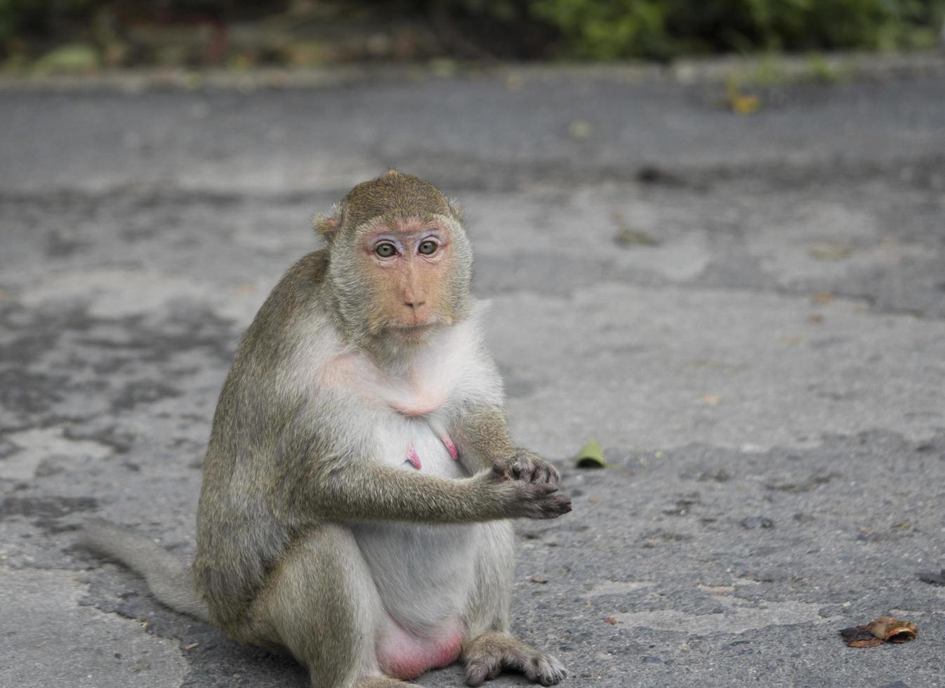 mono hembra embarazada sentada en la carretera asfaltada en tailandia. el mono macaco tiene pelaje marrón y pezón rosado. la esposa del mono esperando a su esposo. depresión en el concepto de mujer embarazada. foto