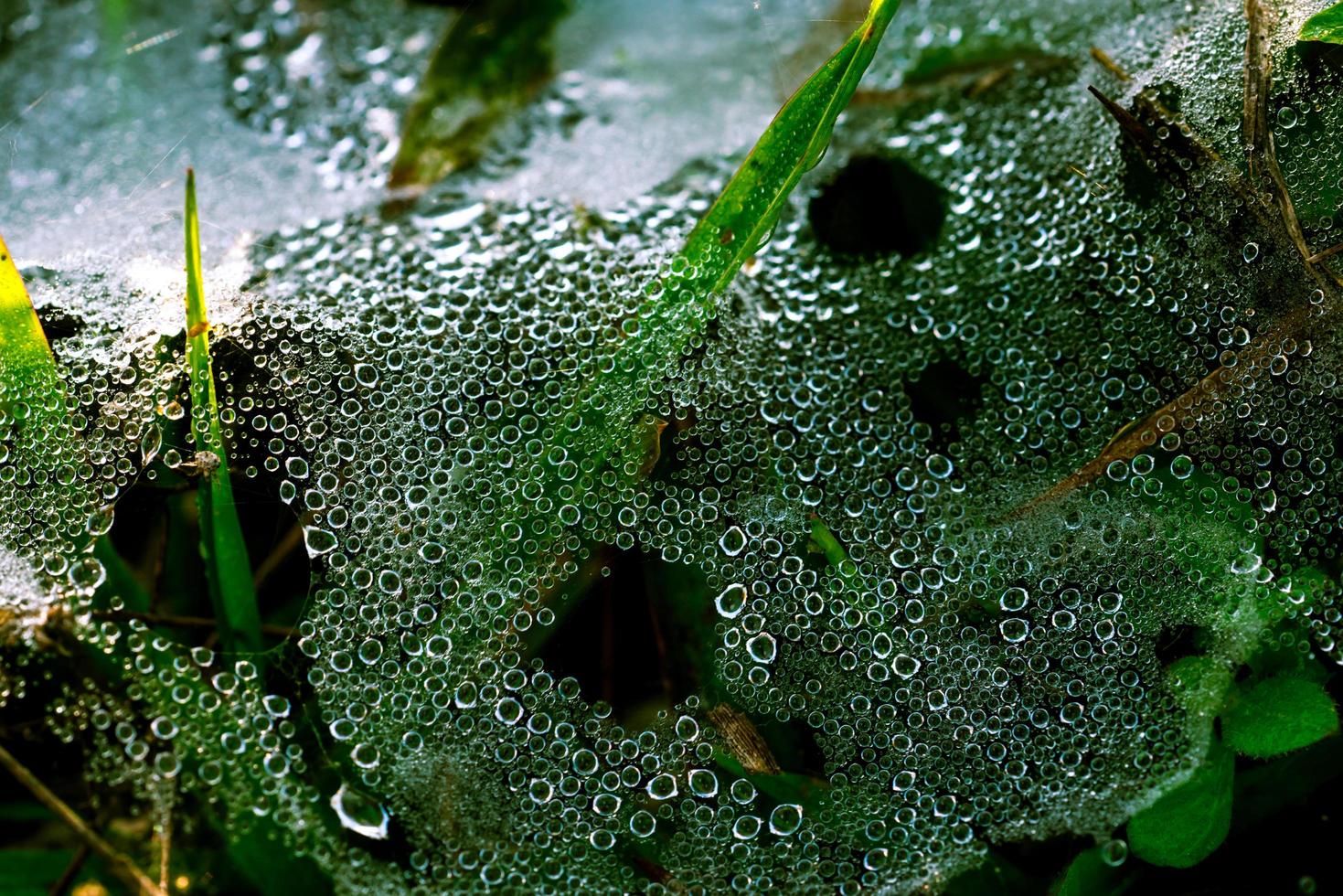 Macro shot detail of water drops on spider web after raining in the morning among green grass. Dew drops on the grass with natural pattern. photo