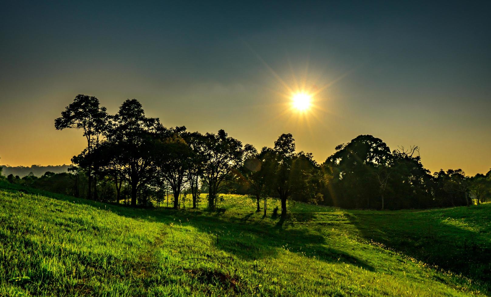 paisaje de hermosa puesta de sol en el parque con árboles y campo de hierba verde con flores blancas foto